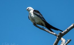 Hope Kindled by God’s&nbsp;Creation