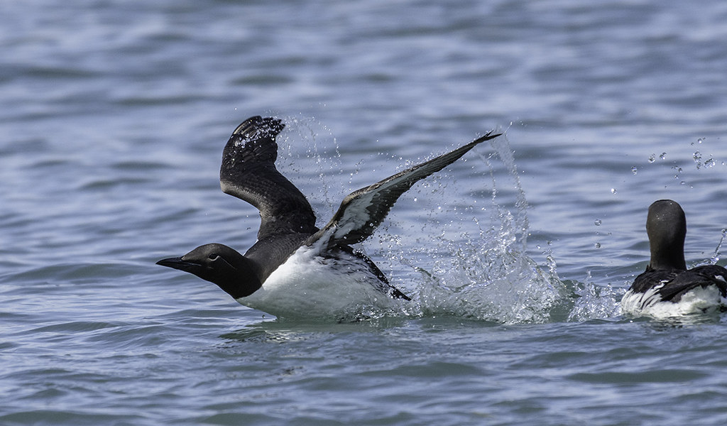 Common-Murre-liftoff-from-sea.TkiJoe-photo