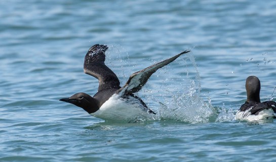 Common-Murre-liftoff-from-sea.TkiJoe-photo