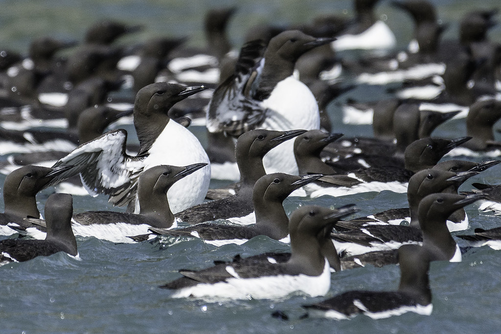 Common-Murre-raft-Alaska.TikiJoe-photo