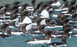 Alaskans Alcids, Designed by God for Flowing through Both ‘Oceans’