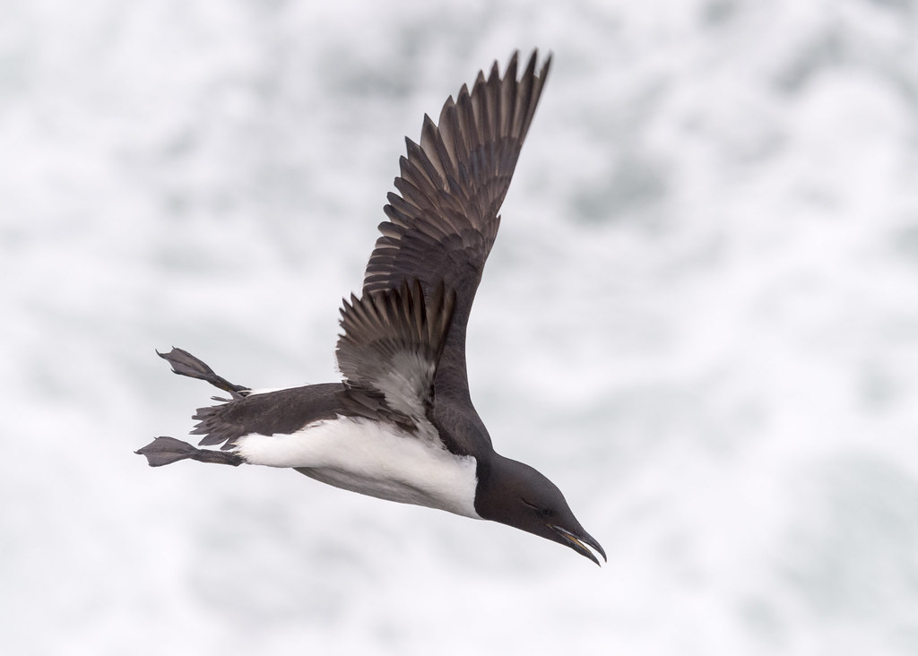 CommonMurre-aloft-Alaska.TomIngram-photo