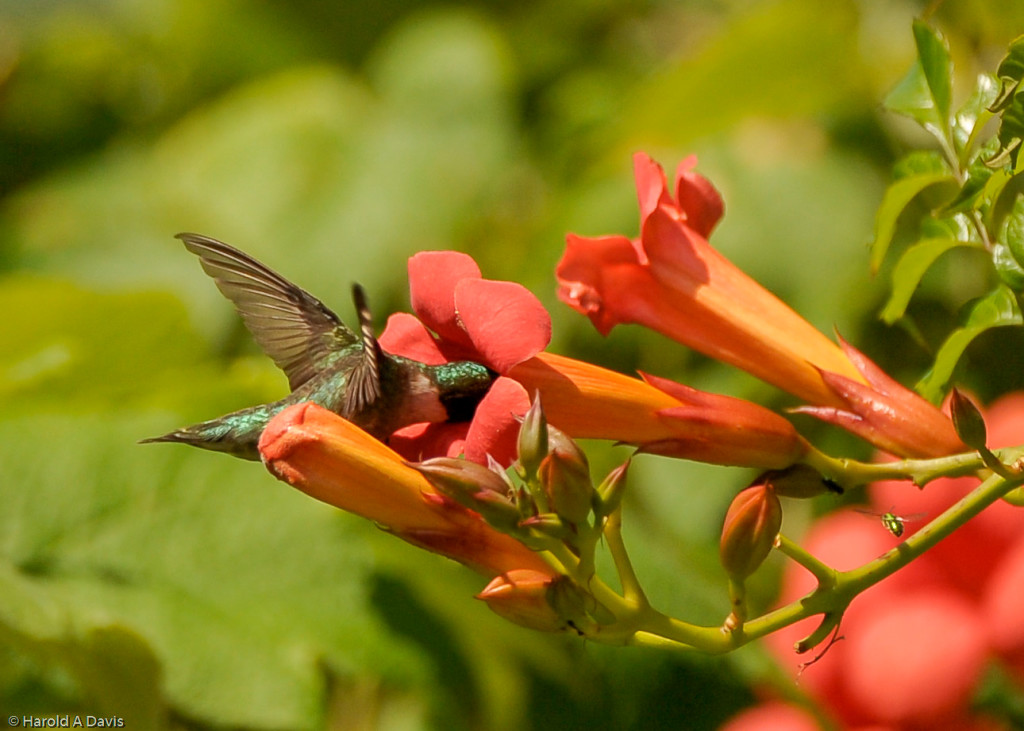 Hummingbird-TrumpetVine-HaroldADavis