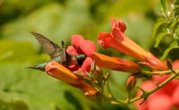 How Much Are You Being Monitored?  A Hummingbird&nbsp;Lesson