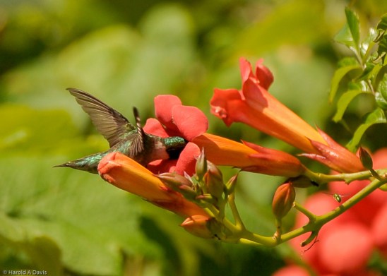 Hummingbird-TrumpetVine-HaroldADavis