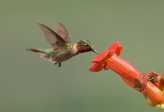 hummingbird-trumpetvine.HaroldADavis