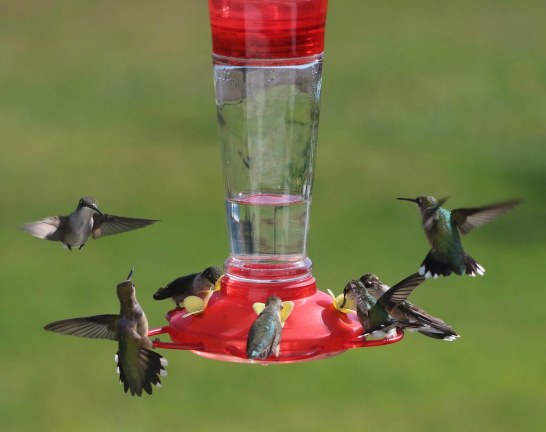 Hummingbirds-at-feeder.Flickr