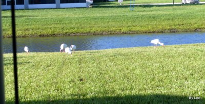 White Ibis checking out our yard.