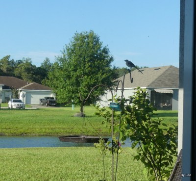 Northern Mockingbird on Hook 2