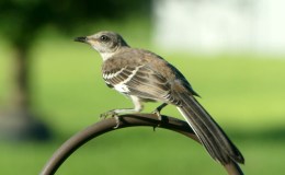 Birdwatching and Blessings –&nbsp;6/17/21