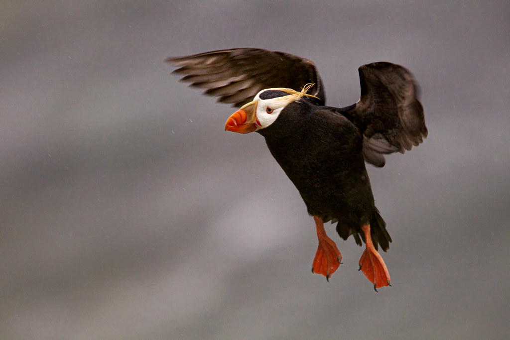 Puffin-sailing-aloft-Alaska.PeterStahl-photo