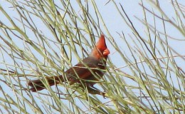 Pyrrhuloxia-Cardinal Hybrid’s Plumage Matches 4th of July’s Fireworks&nbsp;Theme
