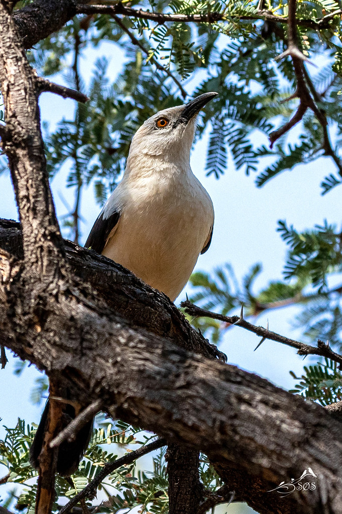 SouthernPiedBabbler.SoesNature-n-Art