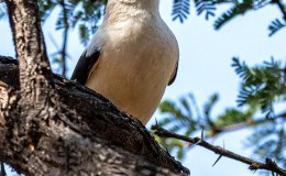 Watch Out! We Need Sentinels in Perilous&nbsp;Times