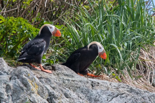 Tufted-Puffins-Alaska.TimMelling-photo