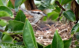 Birds of the Bible – How Many&nbsp;Sparrows?