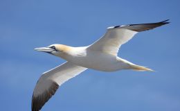 Gannet Blown Off-Course, by Strong&nbsp;Winds
