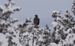 Golden Eagle Comes Home To&nbsp;Rest