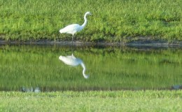 Reflections and A House&nbsp;Ornament
