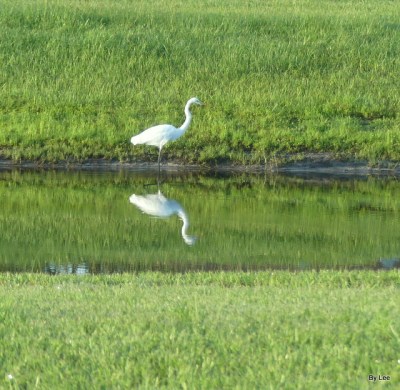 Great Egret Reflecting off the pond by Lee