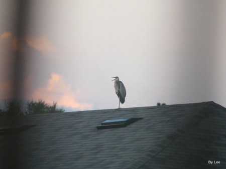 Great Blue Heron of Housetop by Lee