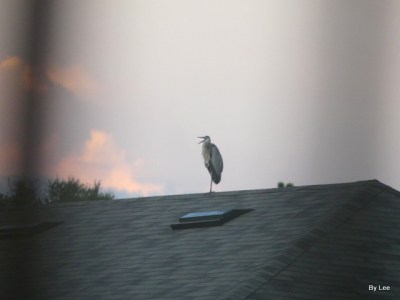 Great Blue Heron of Housetop by Lee