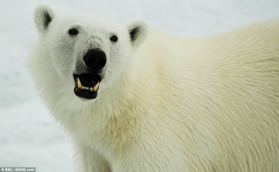 Polar Bear Displaying Teeth