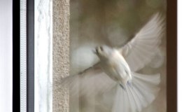 Fighting the Reflection