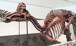 Millions of Years Old DNA? – Creation&nbsp;Moments