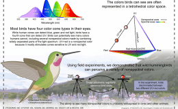 Hummingbirds See Colors Over (Beyond) the&nbsp;Rainbow