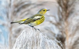 Just Passing Through