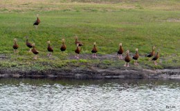 Ducks “Social Distancing”