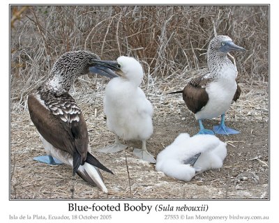 Blue-footed Booby (Sula nebouxii) by Ian4