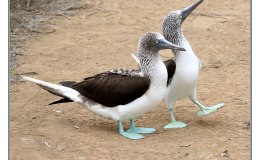 Sunday Inspiration – Frigatebirds, Gannets and the Booby&nbsp;II