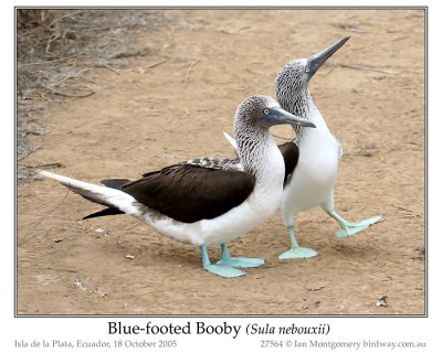 Blue-footed Boobie by Ian