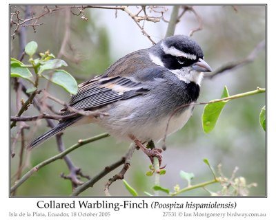 Collard Warbling-Finch by Ian