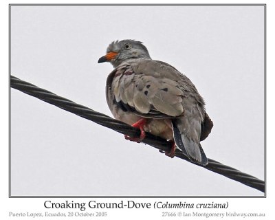 Croaking Ground-dove by Ian