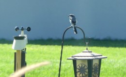 Lack of Birds To&nbsp;Watch