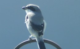 Our Loggerhead Shrike&nbsp;Again