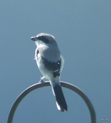 Loggerhead Shrike on hook - by Lee Closeup