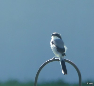 Loggerhead Shrike on hook - by Lee Closeup