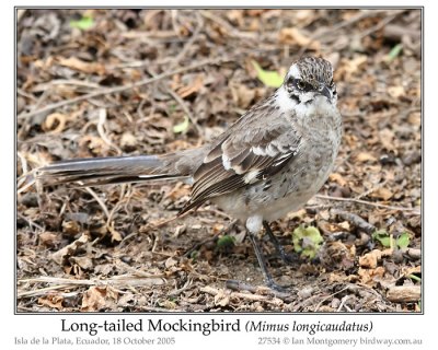 Long-tailed Mockingbird by Ian