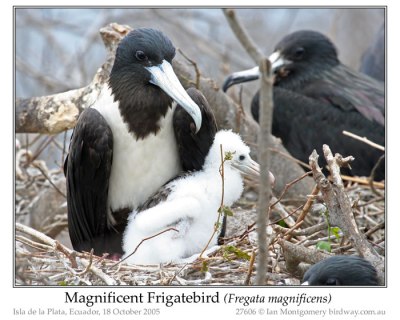 Magnificent Frigatebird Family by Ian