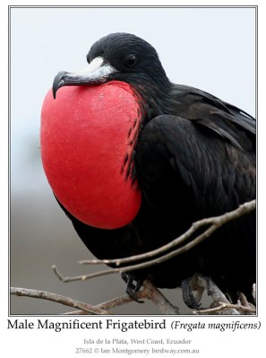 Male Magnificent Frigatebird by Ian