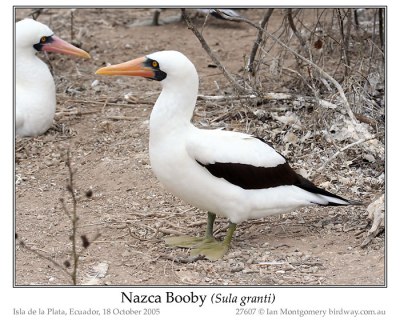SUL-Suli Nazca Booby (Sula granti) by Ian