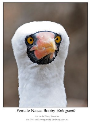 SUL-Suli Nazca Booby (Sula granti) Portrait by Ian