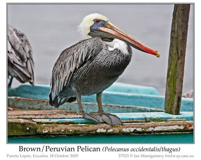 Brown/Peruvian Pelican (Pelecanus occidentalis/thagus) by Ian