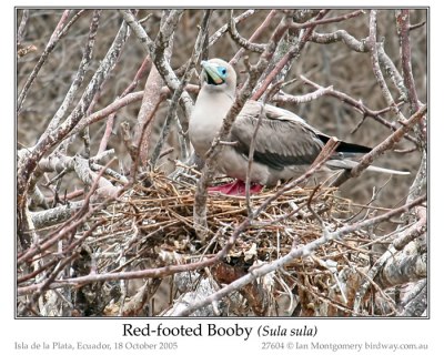 SUL-Suli Red-footed Booby (Sula sula) by Ian