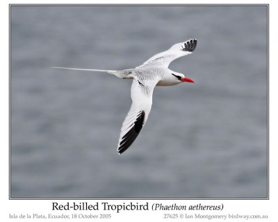 Red-billed Tropicbird by Ian