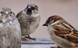 The Three Sparrows by Emma&nbsp;Foster